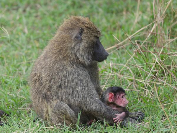 <h3><a href="/trips/tanzania/biota/animalia/chordata/mammalia/primates/cercopithecidae/papio anubis/papio anubis-nl.html">Papio&nbsp;anubis</a> / Olive&nbsp;baboon / Groene&nbsp;baviaan</h3>OM-1 Mark II met OLYMPUS M.150-400mm F4.5, 1/2000 sec  bij F4.5, ISO 5000, afstand 6.62&nbsp;m